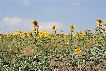 Anteprima - Clicca per ingrandire