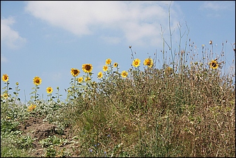 Anteprima - Clicca per ingrandire