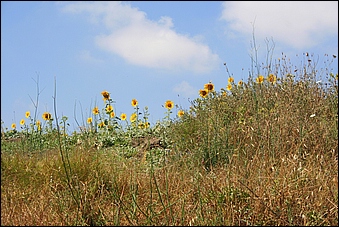 Anteprima - Clicca per ingrandire