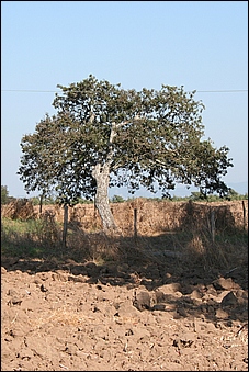 Anteprima - Clicca per ingrandire