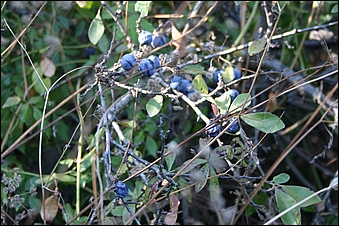 Anteprima - Clicca per ingrandire